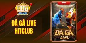 Đá Gà Live Hitclub - Trải Nghiệm Sôi Động Theo Từng Nhịp Đấu